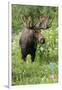 Moose in Wildflowers, Little Cottonwood Canyon, Wasatch-Cache Nf, Utah-Howie Garber-Framed Photographic Print