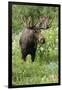 Moose in Wildflowers, Little Cottonwood Canyon, Wasatch-Cache Nf, Utah-Howie Garber-Framed Photographic Print