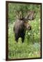 Moose in Wildflowers, Little Cottonwood Canyon, Wasatch-Cache Nf, Utah-Howie Garber-Framed Premium Photographic Print