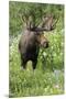 Moose in Wildflowers, Little Cottonwood Canyon, Wasatch-Cache Nf, Utah-Howie Garber-Mounted Premium Photographic Print