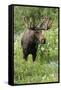 Moose in Wildflowers, Little Cottonwood Canyon, Wasatch-Cache Nf, Utah-Howie Garber-Framed Stretched Canvas