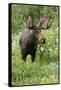 Moose in Wildflowers, Little Cottonwood Canyon, Wasatch-Cache Nf, Utah-Howie Garber-Framed Stretched Canvas