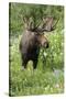 Moose in Wildflowers, Little Cottonwood Canyon, Wasatch-Cache Nf, Utah-Howie Garber-Stretched Canvas