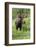 Moose in Wildflowers, Little Cottonwood Canyon, Wasatch-Cache Nf, Utah-Howie Garber-Framed Photographic Print