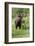 Moose in Wildflowers, Little Cottonwood Canyon, Wasatch-Cache Nf, Utah-Howie Garber-Framed Photographic Print