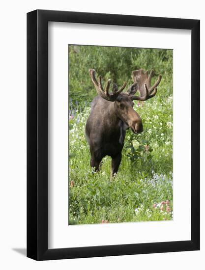 Moose in Wildflowers, Little Cottonwood Canyon, Wasatch-Cache Nf, Utah-Howie Garber-Framed Photographic Print