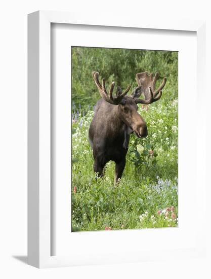 Moose in Wildflowers, Little Cottonwood Canyon, Wasatch-Cache Nf, Utah-Howie Garber-Framed Photographic Print