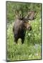 Moose in Wildflowers, Little Cottonwood Canyon, Wasatch-Cache Nf, Utah-Howie Garber-Mounted Photographic Print