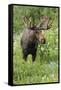 Moose in Wildflowers, Little Cottonwood Canyon, Wasatch-Cache NF, Utah-Howie Garber-Framed Stretched Canvas