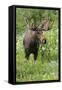 Moose in Wildflowers, Little Cottonwood Canyon, Wasatch-Cache NF, Utah-Howie Garber-Framed Stretched Canvas