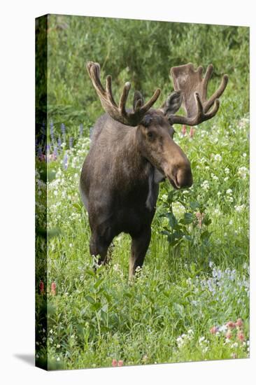Moose in Wildflowers, Little Cottonwood Canyon, Wasatch-Cache NF, Utah-Howie Garber-Stretched Canvas