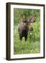 Moose in Wildflowers, Little Cottonwood Canyon, Wasatch-Cache NF, Utah-Howie Garber-Framed Photographic Print