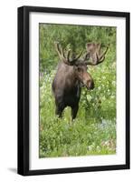 Moose in Wildflowers, Little Cottonwood Canyon, Wasatch-Cache NF, Utah-Howie Garber-Framed Photographic Print