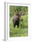 Moose in Wildflowers, Little Cottonwood Canyon, Wasatch-Cache NF, Utah-Howie Garber-Framed Photographic Print