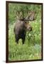 Moose in Wildflowers, Little Cottonwood Canyon, Wasatch-Cache NF, Utah-Howie Garber-Framed Premium Photographic Print