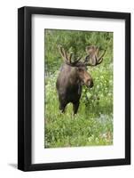 Moose in Wildflowers, Little Cottonwood Canyon, Wasatch-Cache NF, Utah-Howie Garber-Framed Photographic Print