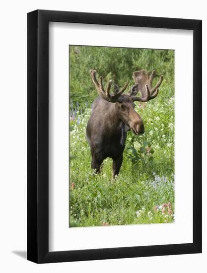 Moose in Wildflowers, Little Cottonwood Canyon, Wasatch-Cache NF, Utah-Howie Garber-Framed Photographic Print