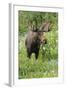 Moose in Wildflowers, Little Cottonwood Canyon, Wasatch-Cache NF, Utah-Howie Garber-Framed Photographic Print