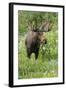 Moose in Wildflowers, Little Cottonwood Canyon, Wasatch-Cache NF, Utah-Howie Garber-Framed Photographic Print