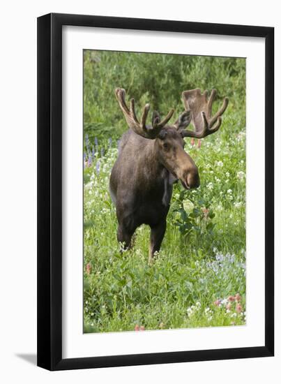 Moose in Wildflowers, Little Cottonwood Canyon, Wasatch-Cache NF, Utah-Howie Garber-Framed Premium Photographic Print