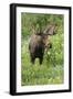 Moose in Wildflowers, Little Cottonwood Canyon, Wasatch-Cache NF, Utah-Howie Garber-Framed Premium Photographic Print