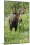 Moose in Wildflowers, Little Cottonwood Canyon, Wasatch-Cache NF, Utah-Howie Garber-Mounted Premium Photographic Print