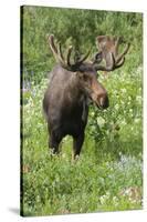 Moose in Wildflowers, Little Cottonwood Canyon, Wasatch-Cache NF, Utah-Howie Garber-Stretched Canvas