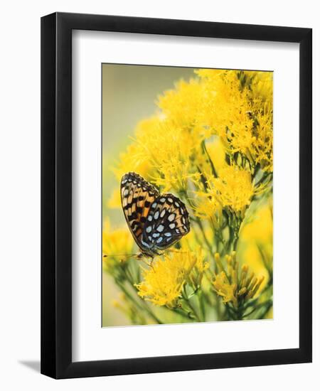 Moose Jousting in Field, Teton Mountains, Grand Teton NP, WYoming-Howie Garber-Framed Premium Photographic Print