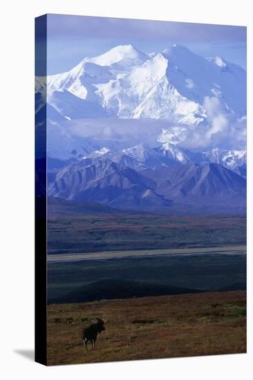 Moose on Tundra Below Mt. Mckinley in Alaska-Paul Souders-Stretched Canvas