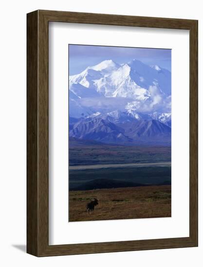 Moose on Tundra Below Mt. Mckinley in Alaska-Paul Souders-Framed Photographic Print