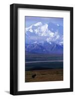 Moose on Tundra Below Mt. Mckinley in Alaska-Paul Souders-Framed Photographic Print