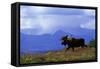 Moose on Tundra Near Mckinley River in Alaska-Paul Souders-Framed Stretched Canvas