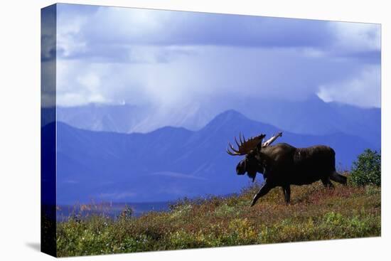 Moose on Tundra Near Mckinley River in Alaska-Paul Souders-Stretched Canvas
