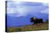 Moose on Tundra Near Mckinley River in Alaska-Paul Souders-Stretched Canvas