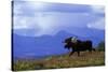 Moose on Tundra Near Mckinley River in Alaska-Paul Souders-Stretched Canvas