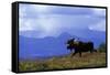 Moose on Tundra Near Mckinley River in Alaska-Paul Souders-Framed Stretched Canvas