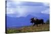 Moose on Tundra Near Mckinley River in Alaska-Paul Souders-Stretched Canvas