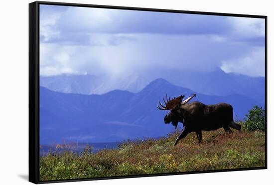 Moose on Tundra Near Mckinley River in Alaska-Paul Souders-Framed Stretched Canvas