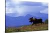 Moose on Tundra Near Mckinley River in Alaska-Paul Souders-Stretched Canvas