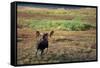 Moose on Tundra Near Mckinley River in Alaska-Paul Souders-Framed Stretched Canvas