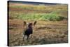 Moose on Tundra Near Mckinley River in Alaska-Paul Souders-Stretched Canvas