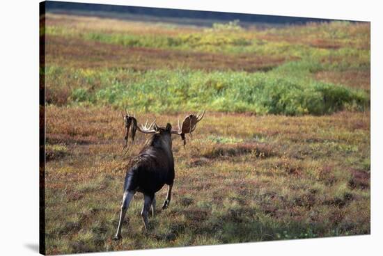 Moose on Tundra Near Mckinley River in Alaska-Paul Souders-Stretched Canvas