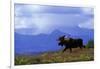 Moose on Tundra Near Mckinley River in Alaska-Paul Souders-Framed Photographic Print