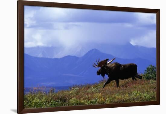 Moose on Tundra Near Mckinley River in Alaska-Paul Souders-Framed Photographic Print