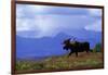 Moose on Tundra Near Mckinley River in Alaska-Paul Souders-Framed Photographic Print