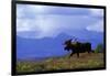 Moose on Tundra Near Mckinley River in Alaska-Paul Souders-Framed Photographic Print