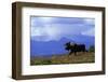 Moose on Tundra Near Mckinley River in Alaska-Paul Souders-Framed Photographic Print