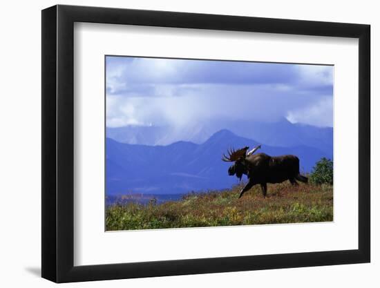 Moose on Tundra Near Mckinley River in Alaska-Paul Souders-Framed Photographic Print