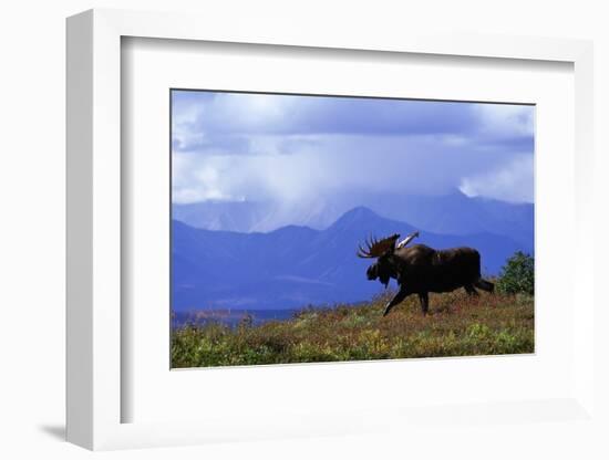 Moose on Tundra Near Mckinley River in Alaska-Paul Souders-Framed Photographic Print