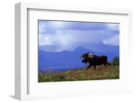 Moose on Tundra Near Mckinley River in Alaska-Paul Souders-Framed Photographic Print